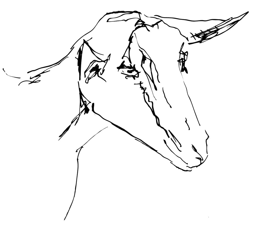 Twig