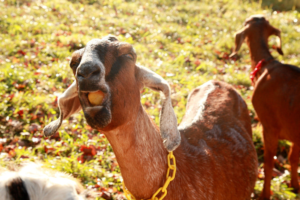 SOLD OUT Haiku - Farmstead Goat Cheese