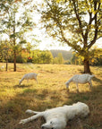 Private Goat Snuggle Experience