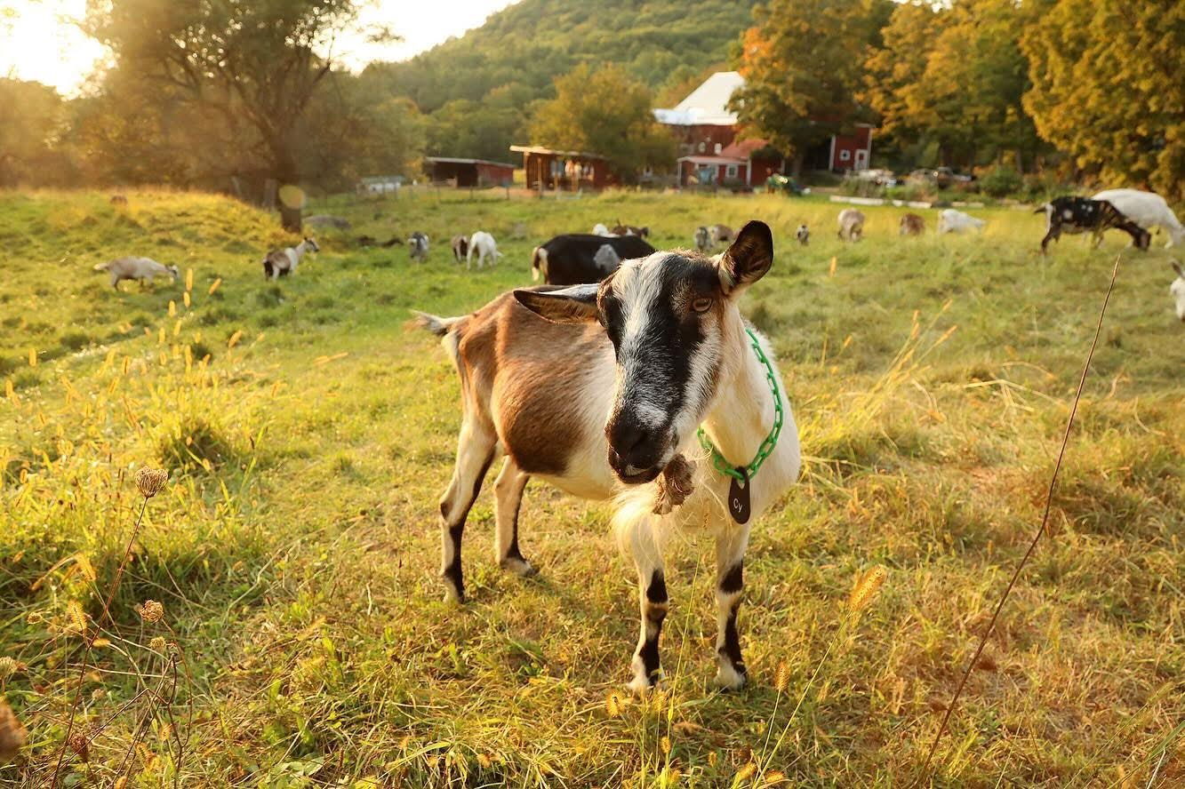 Private Goat Snuggle Experience