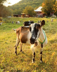 Private Goat Snuggle Experience