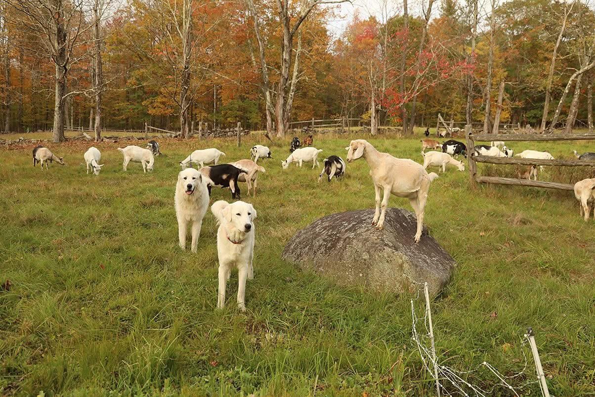 Private Goat Snuggle Experience