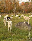 Private Goat Snuggle Experience