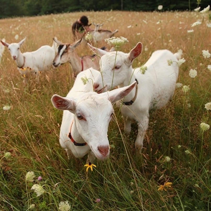 Private Goat Snuggle Experience