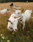 Private Goat Snuggle Experience