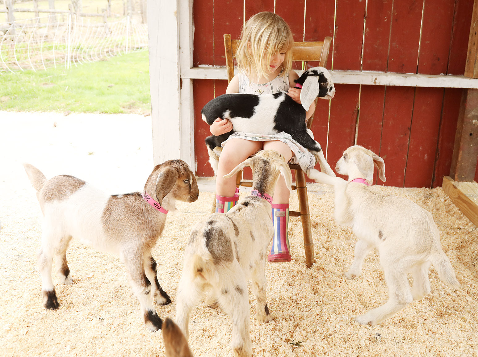 GOAT SNUGGLES!