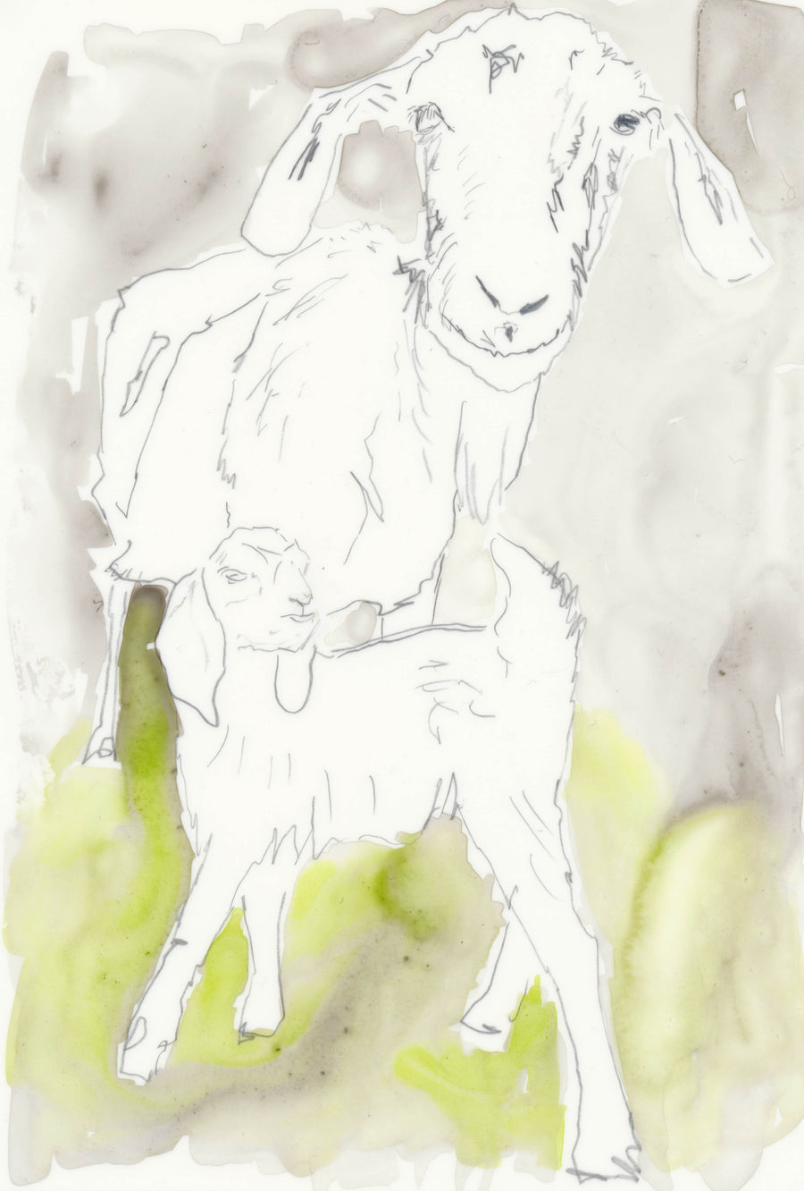 Original Goat Drawing