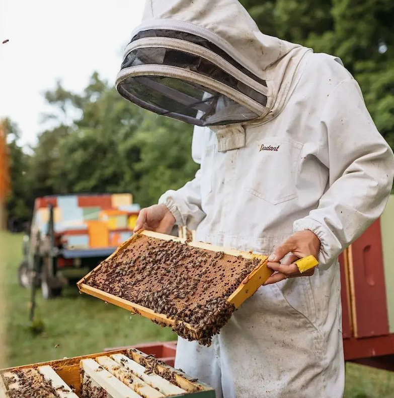 Raw Honey: 1/2 lb Jar