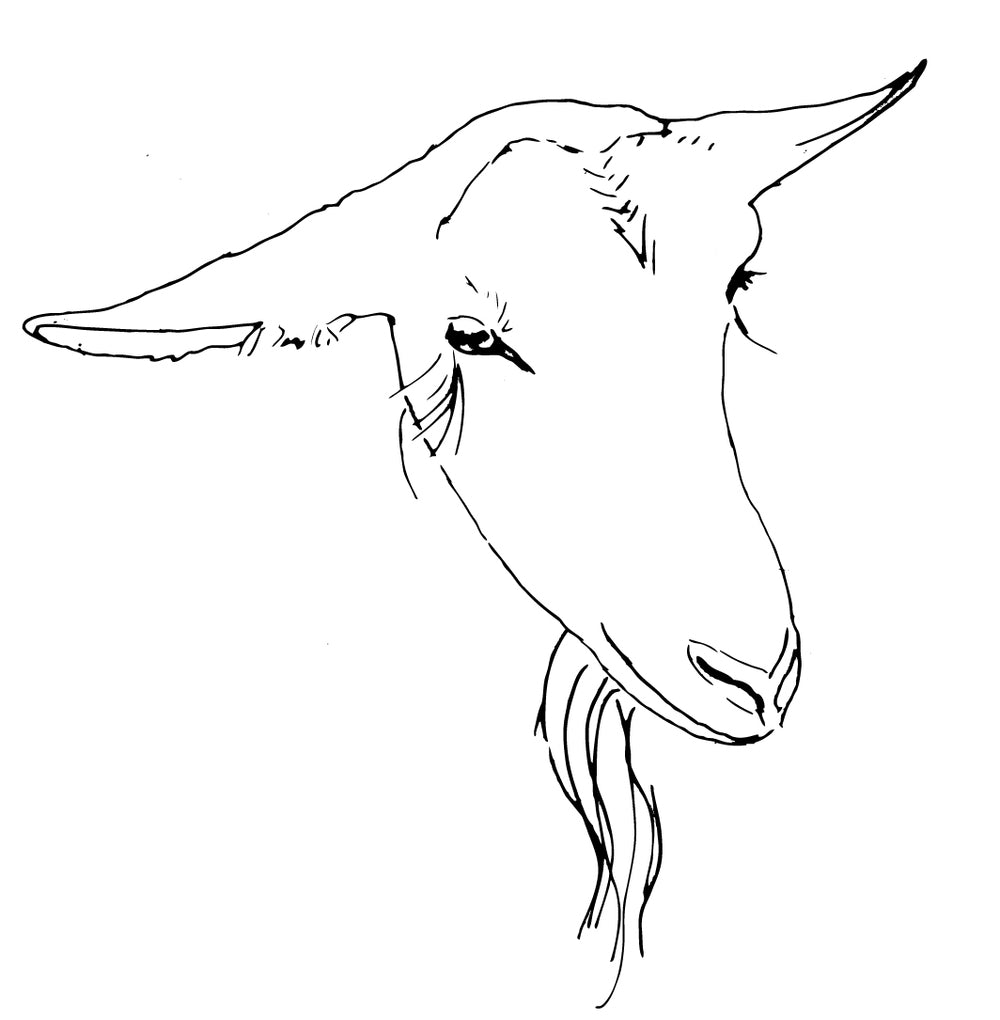 How to Draw a Goat Face - Really Easy Drawing Tutorial | Goat cartoon,  Drawings, Goat art