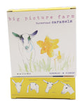 Daffodil Watercolor Box
