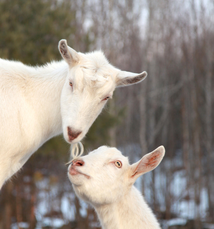 Goats In Love