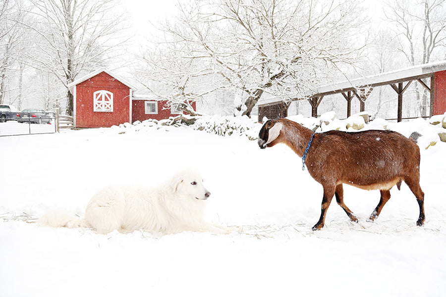 Junebug – Big Picture Farm