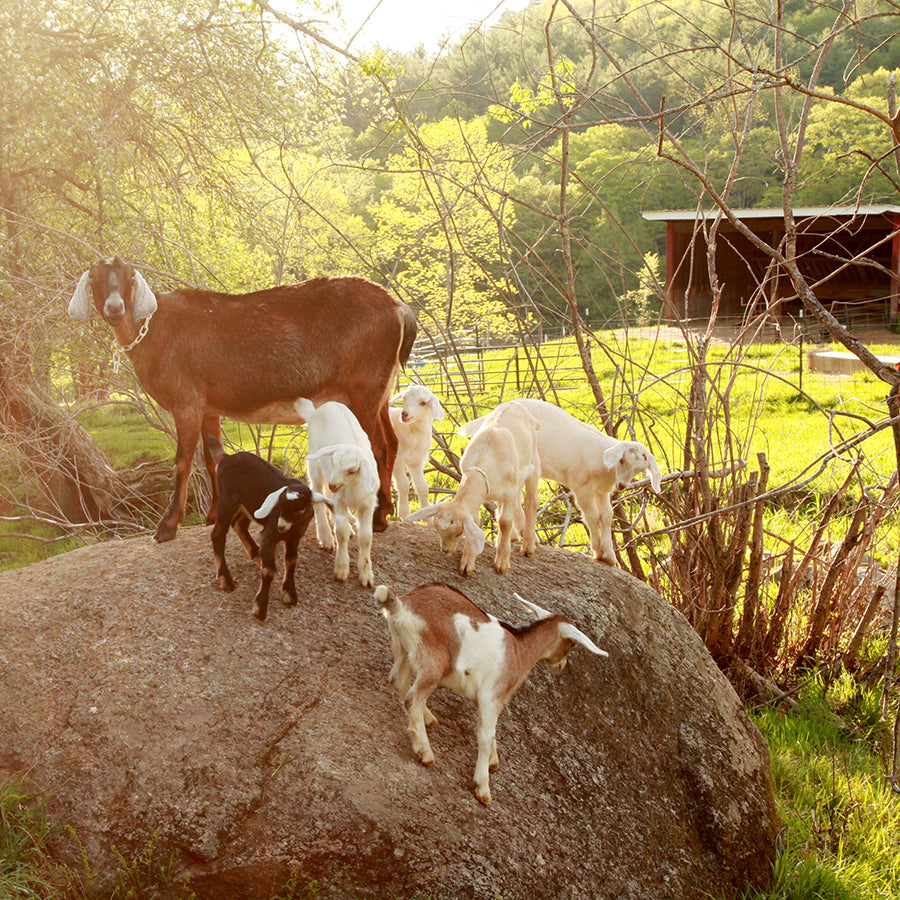 Grace Cottage Open Farm Fundraiser Event!